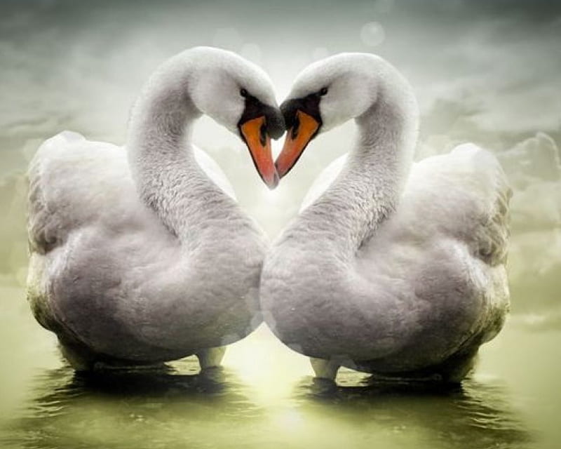 LOVE, water, heart, white, swan, HD wallpaper
