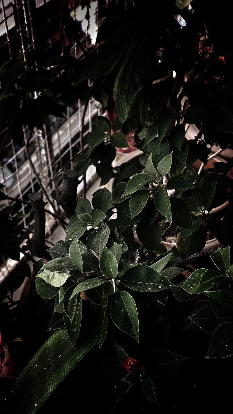 Dark leaves, bonito, black, flower, green, leaf, lucky, new, plants, trees, HD phone wallpaper