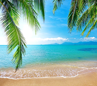 Tropical Beach, emerald, ocean, palm, sand, sea, HD wallpaper | Peakpx
