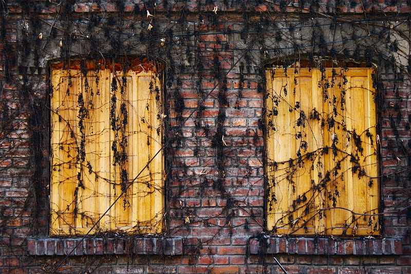 two brown wooden windows covered with withered leaves, HD wallpaper