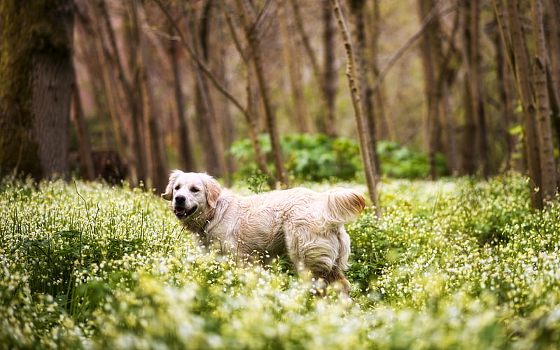 golden retriever, forest, beige big dog, pets, labrador, dogs, HD wallpaper