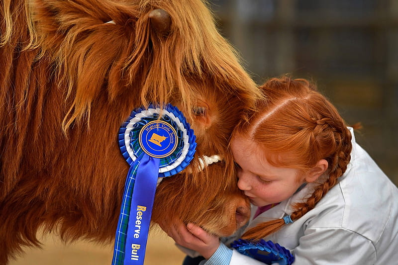 Pedigree cattle and little girl, 8 year old girl, Oban, Annual autumn sale of highland cattle, Pedigree highland cattle, Scotland, Abernethy, HD wallpaper