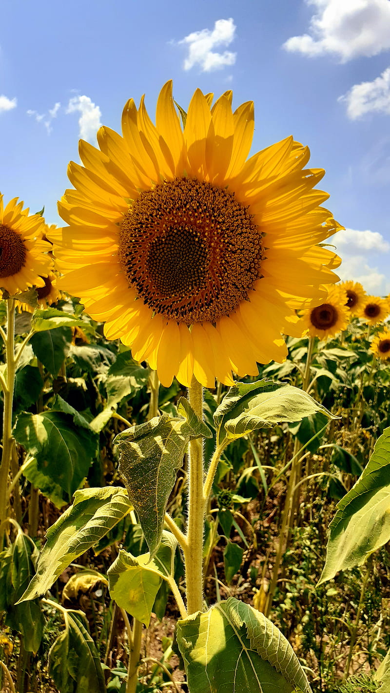 Sunflower, flower, sun, sunflowers, HD mobile wallpaper | Peakpx