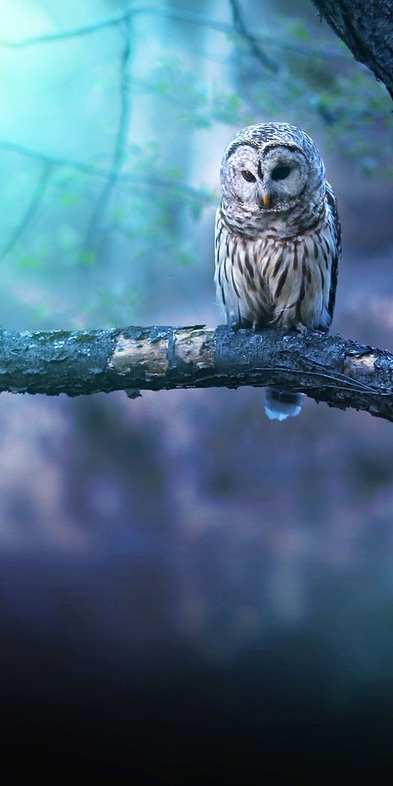 Owl, bird, blue, white, HD phone wallpaper