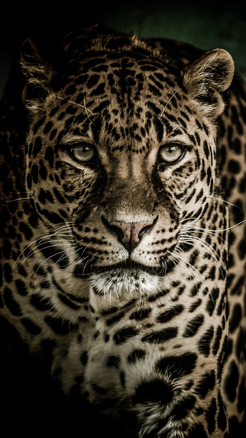 Leopard, wild, animal, big cat, predator, HD phone wallpaper