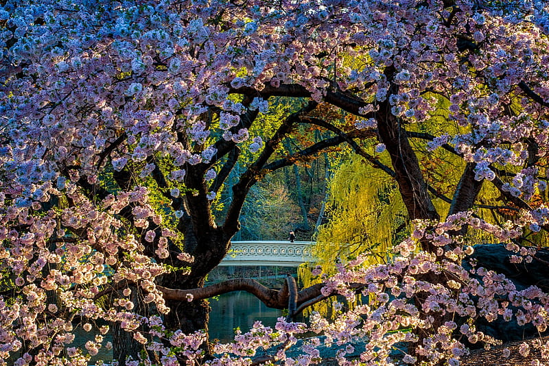 Central Park New York, flower, spring, central park, bridge, new york, HD wallpaper