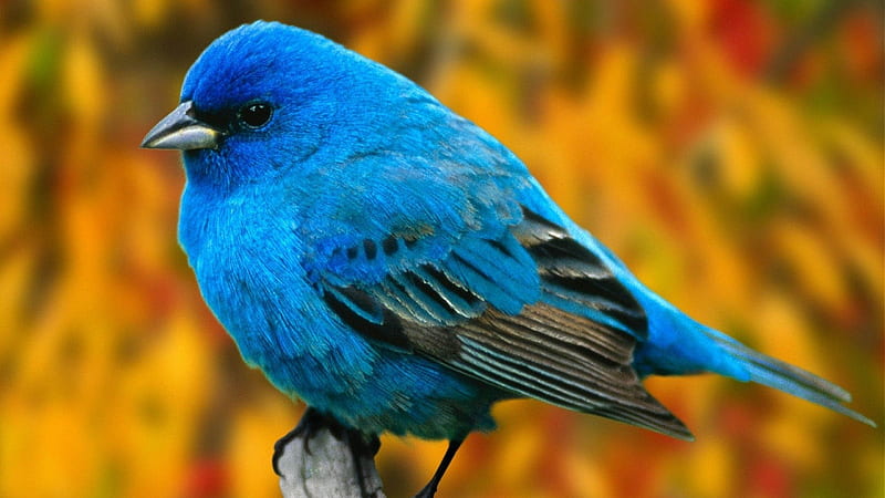 Indigo Bunting, pasari, autumn, bird, blue, HD wallpaper