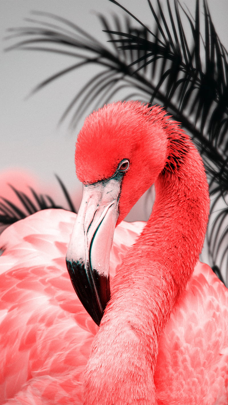 Pink Flamingo, animal, bird, exotic, nature, tropical, HD phone wallpaper