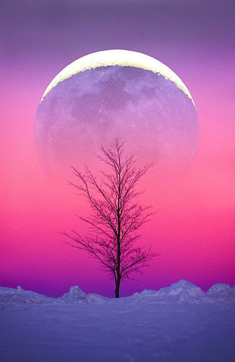 Moonrise, full moon, moon, tree, branches, winter, snow, pink, purple, rise, rising, HD phone wallpaper