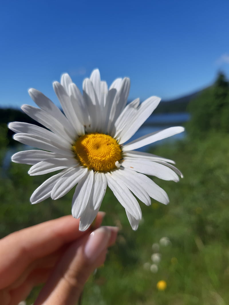 Single daisy, flower, lake, mountain, HD phone wallpaper