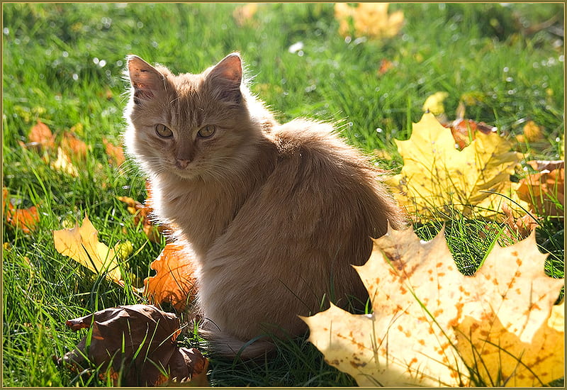 Autumn Cat, art, nice, alone, autumn fall, grass, cat, HD wallpaper