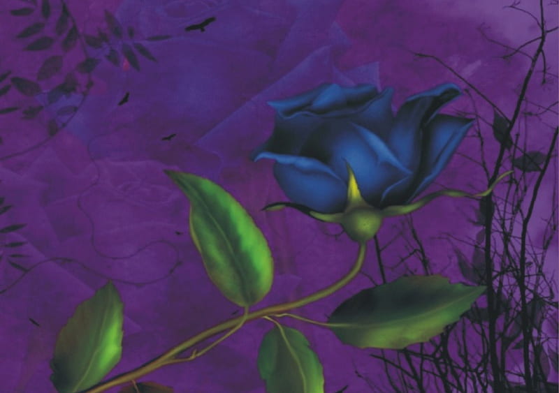 Melanie for your pc.. ;-), purple, rose, dark, flower, blue, HD wallpaper