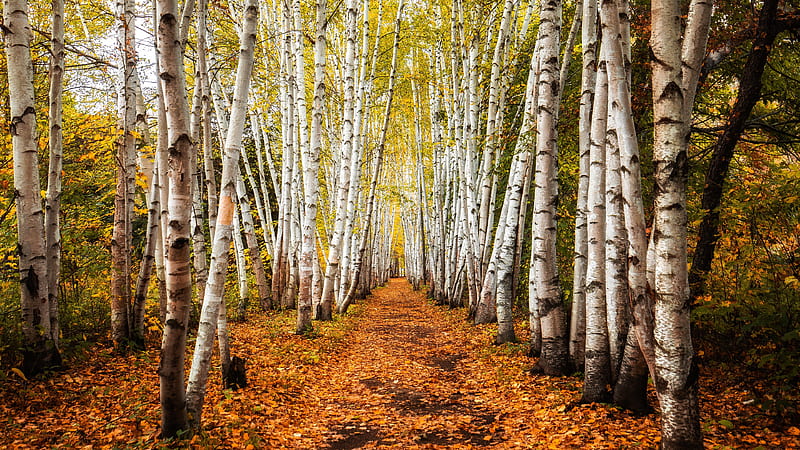 Earth, Birch, Fall, Nature, Path, HD wallpaper