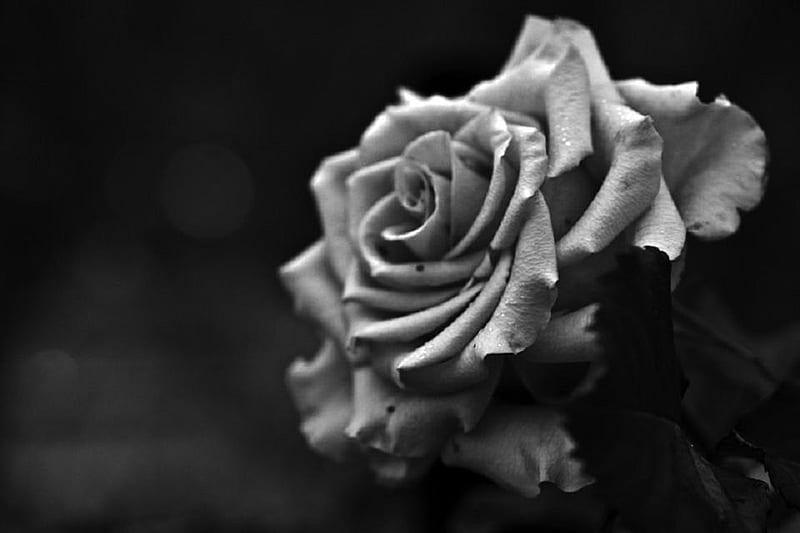 Dark rose, pretty, lovely, rose, black, soft, bud, delicate, nice ...