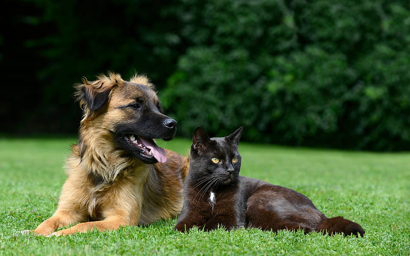 German shepherd, black cat, British Shorthair cat, friends, cute animals, pets, cat and dog, green grass, dogs, HD wallpaper