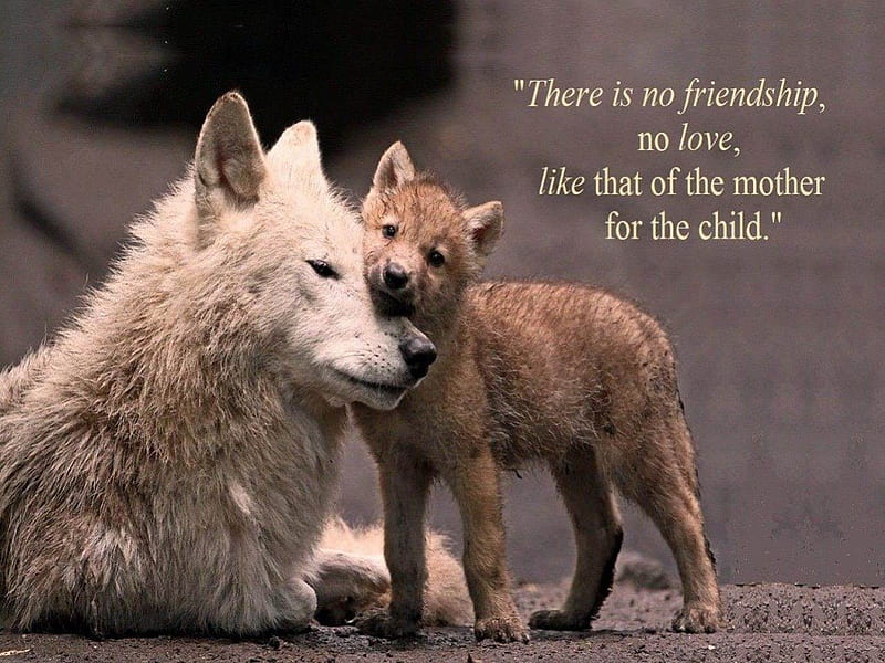 https://w0.peakpx.com/wallpaper/406/976/HD-wallpaper-a-mother-s-love-wolf-pup-wolf-animals-dogs-other.jpg