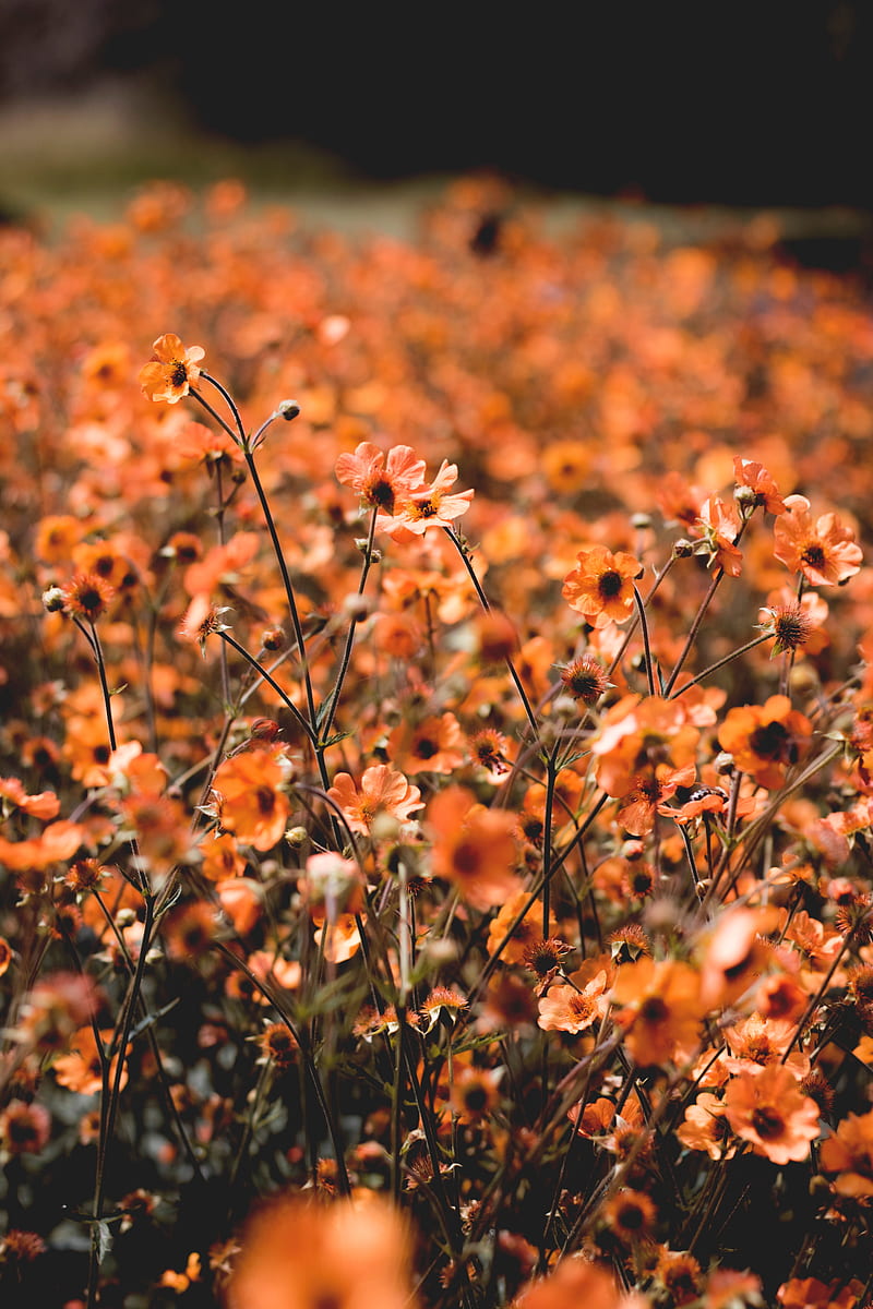 flowers, field, bloom, plants, blooming, HD phone wallpaper