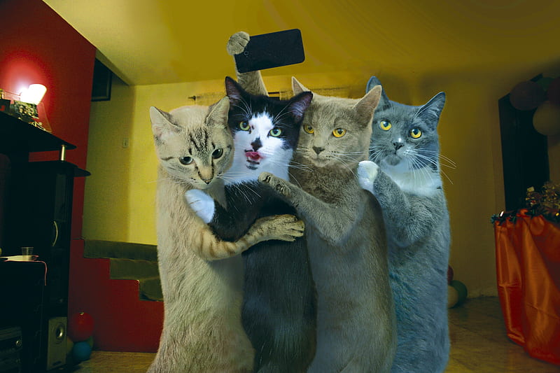 Selfie, cute, funny, humour, cats, HD wallpaper | Peakpx