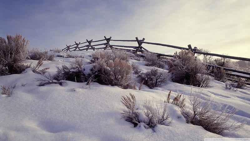 winter in cattle country, fence, snow, brush, winter, HD wallpaper