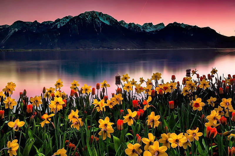 Swiss landscape, Switzerland, bonito, sunset, lake, mountain, tranquil, serenity, swiss, flowers, reflection, HD wallpaper