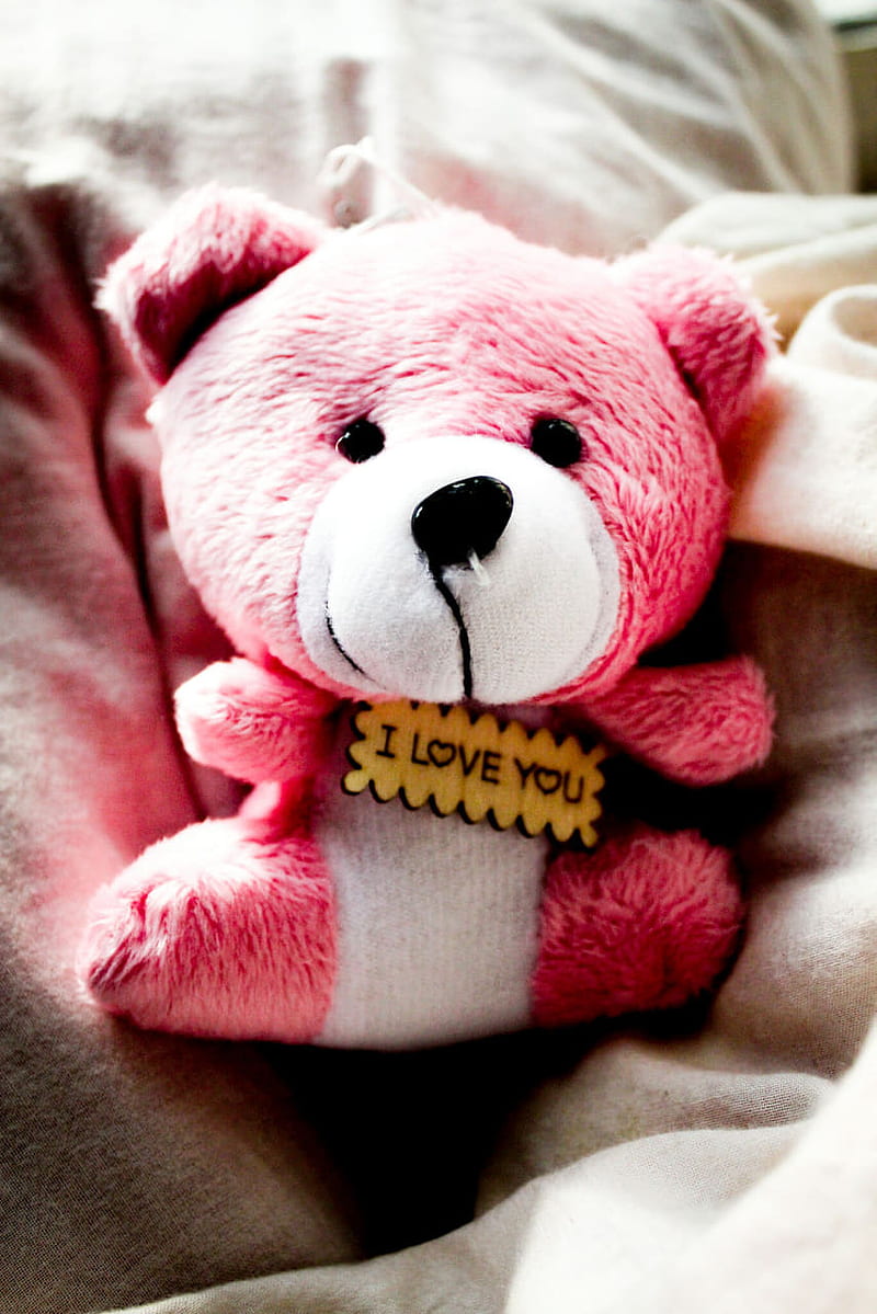I love you teddy, bear, cute, bears, HD phone wallpaper | Peakpx