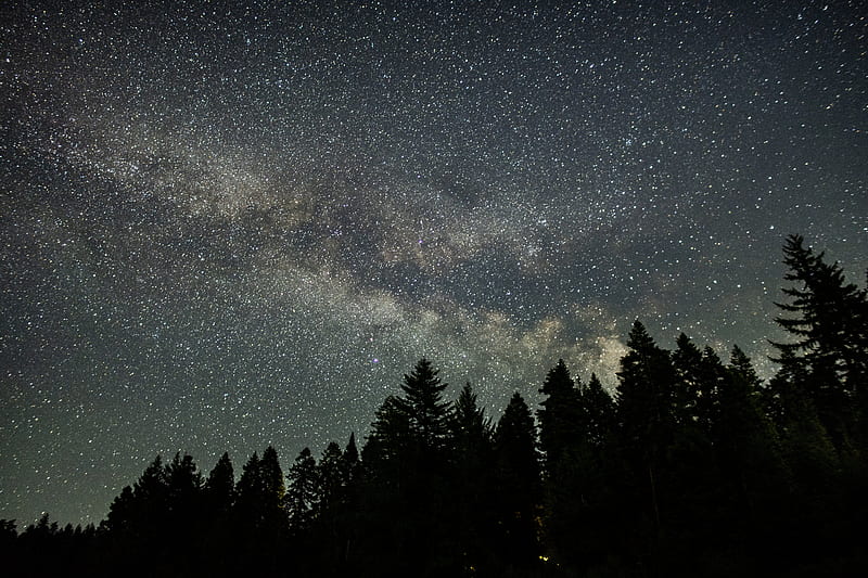 starry sky, stars, spruce, trees, night, HD wallpaper