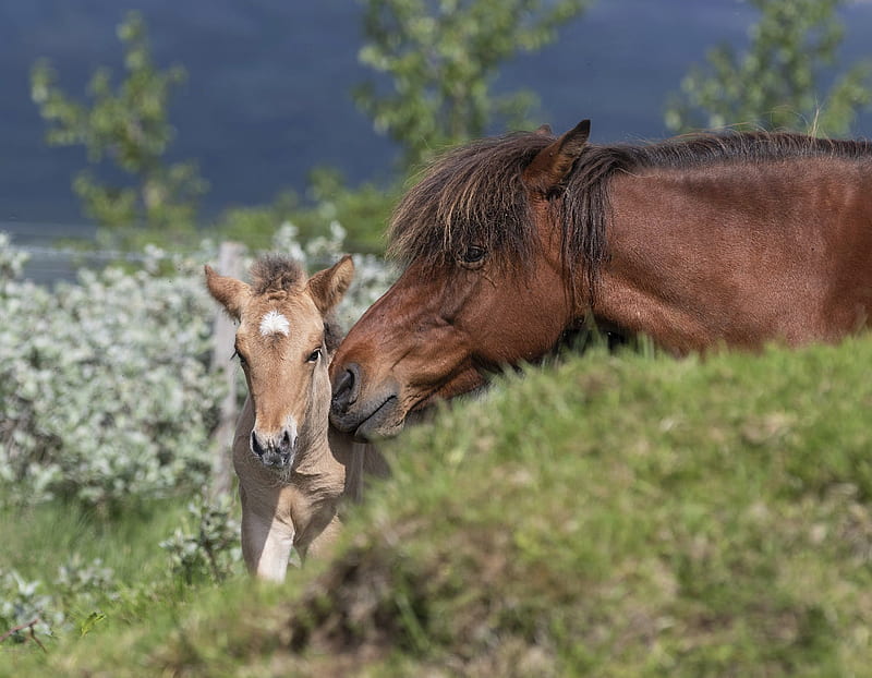 Animal, Horse, Baby Animal, Foal, HD wallpaper | Peakpx
