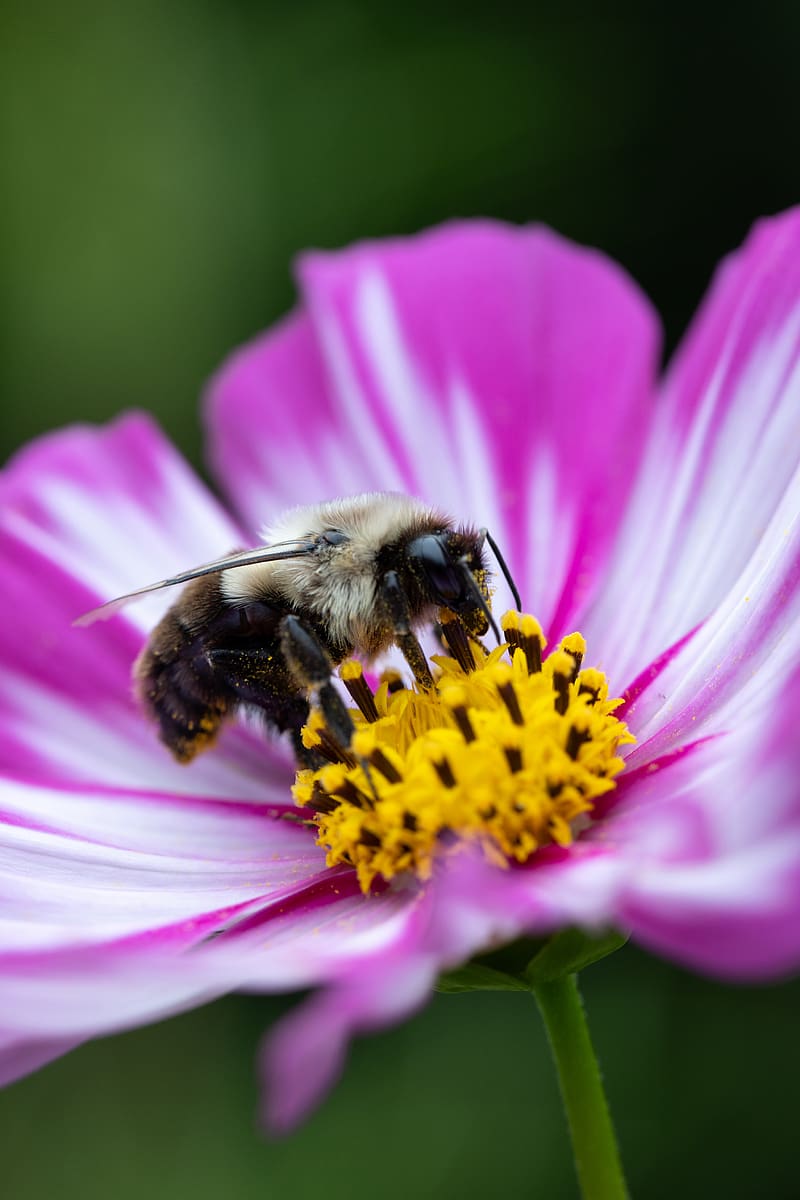 bee, pollen, flower, macro, blur, HD phone wallpaper