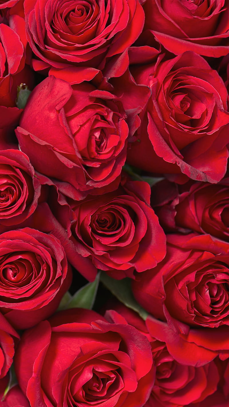 Valentines day, bonito, flowers, love, nature, red, rose, roses, valentine,  HD phone wallpaper | Peakpx