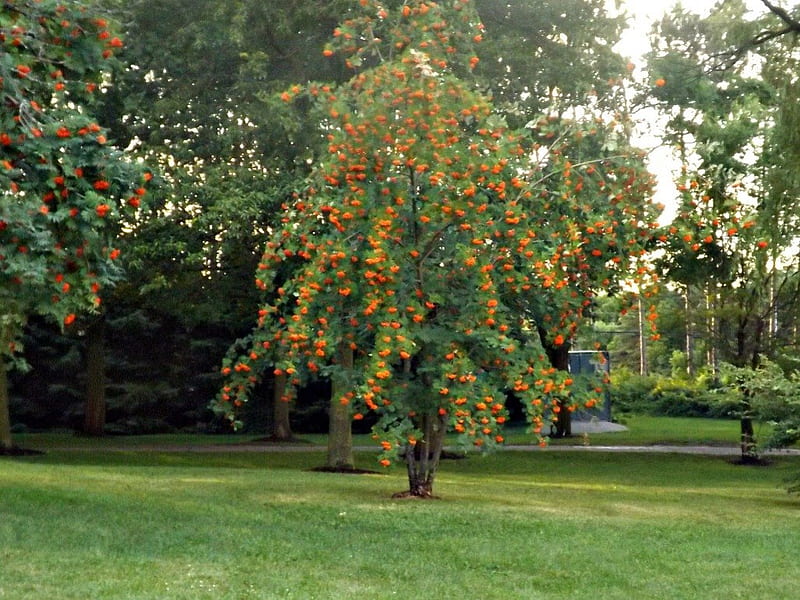 Orange berry tree, parks, tree, orange, HD wallpaper | Peakpx