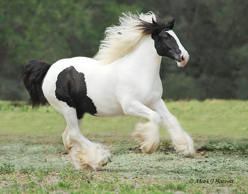 Running around, stallion, cavalo, foal, mare, horse, animals, HD wallpaper