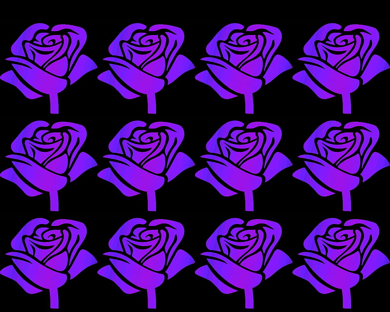 purple roses, gizzzi, purple, rose, black, labrano, roses, HD wallpaper