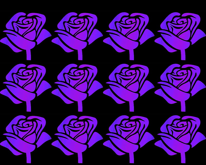 Rosas moradas, gizzzi, moradas, rosas, negras, labrano, rosas, Fondo de  pantalla HD | Peakpx