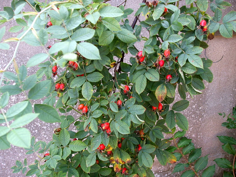 Rosehip berries on a large rose tree, Summer, Rose, Tree, Berry, Shrub, Autumn, Birds, HD wallpaper