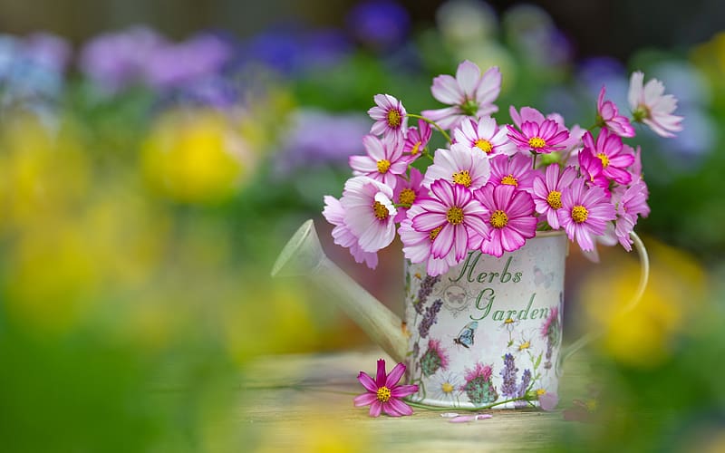:), summer, pink, flower, garden, cosmos, watering can, mini, vara, HD wallpaper