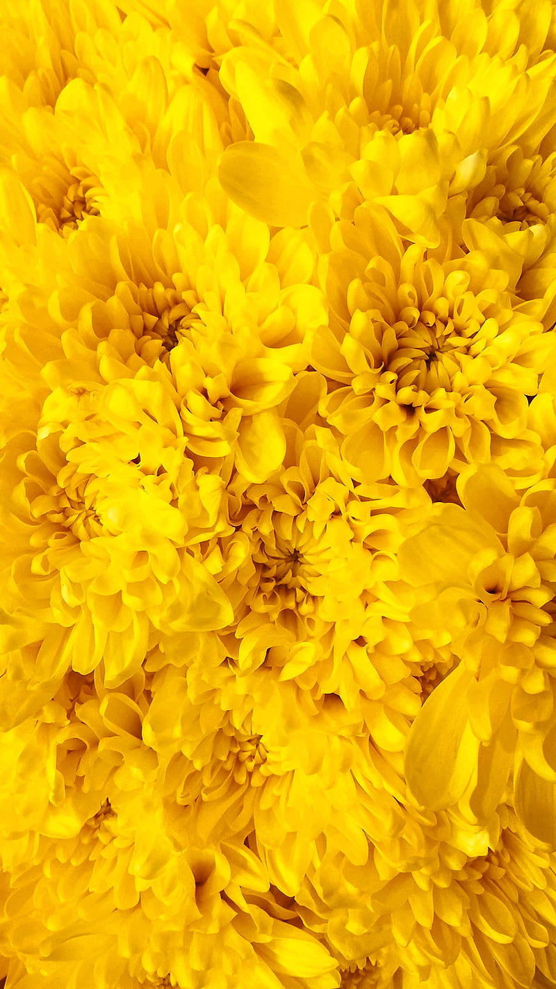 Yellow Flowers, 1080x1920, iphone 6, iphone5, HD phone wallpaper