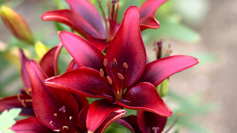 Lily, Red, Wine Red, Lilium, 3840x2160 Liliaceae, Yuri, Flowers, Carmine, Flower, HD wallpaper