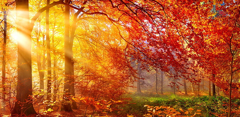 Autumn sun rays, forest, fall, autumn, glow, sun, golden, sunlight, colors, bonito, park, trees, rays, sunshine, morning, branches, HD wallpaper