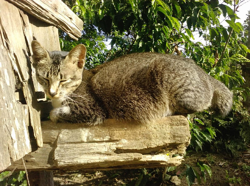 sleeping pus, kucing, berjemur, cat, santai, HD wallpaper