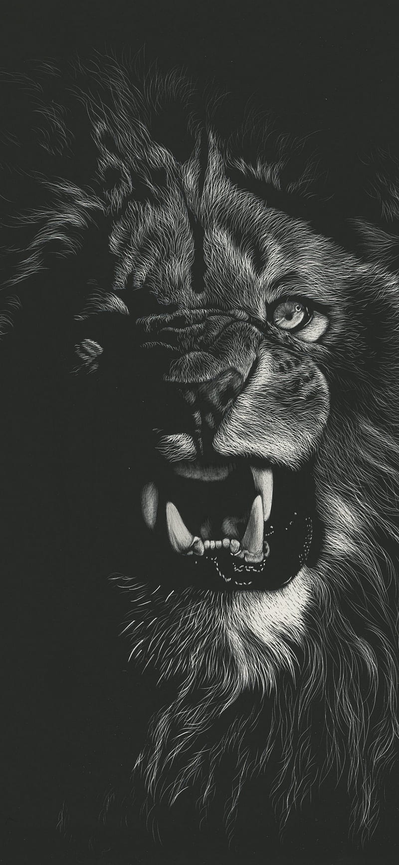 The lion roar, eyes, jungle, lions, south, tiger, HD phone wallpaper