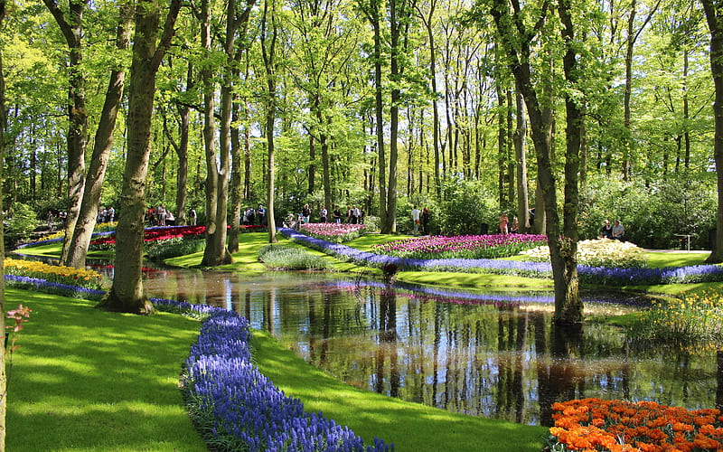 Keukenhof Garden, Netherlands, spring, Netherlands, garden, Keukenhof, flowers, trees, HD wallpaper