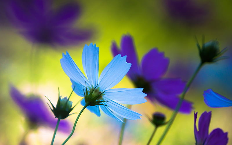 Flores azules y moradas, flores, naturaleza, morado, azul, Fondo de  pantalla HD | Peakpx