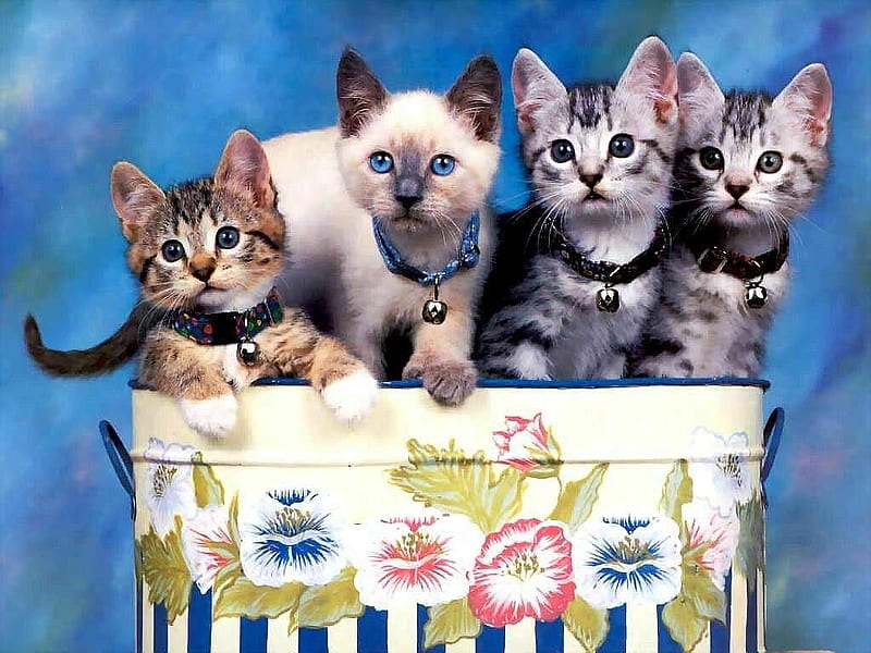 Attention to the grapher, felines, little, lovely, kittens, small, four, sweethearts, flowers, cats, animals, HD wallpaper