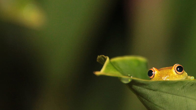 Peek-a-boo!, treefrog, amazon, yellow, animal, leaf, frog, hiding, nature, eyes, tropical, reptile, HD wallpaper