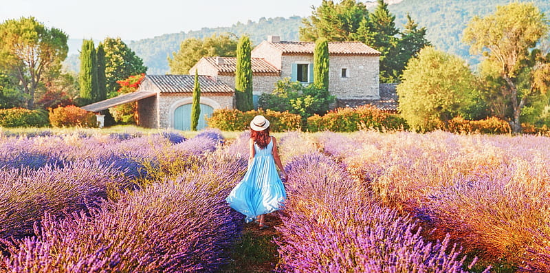 Lavender in Provence, art, Provence, houses, France, bonito, lavender, scent, woman, girl, village, peaceful, flowers, lady, field, HD wallpaper