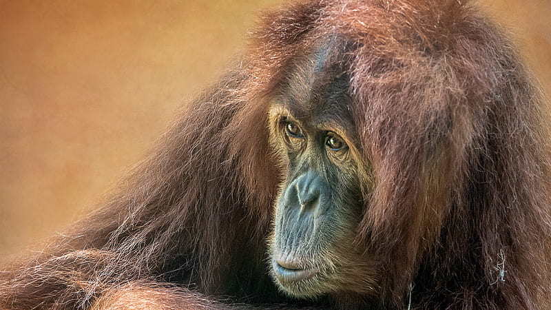 Orangutan With Brown Background Animals, HD wallpaper