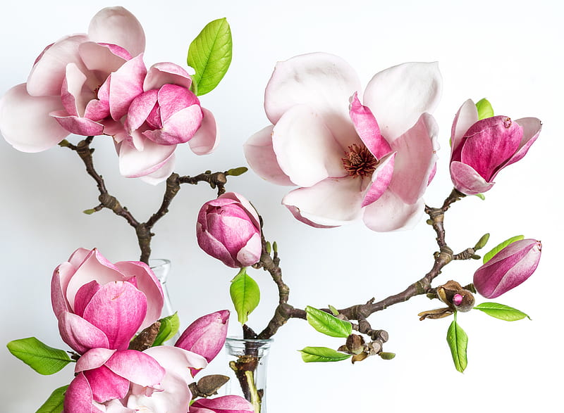 Trees, Magnolia, Blossom, Flower, Pink Flower, HD wallpaper