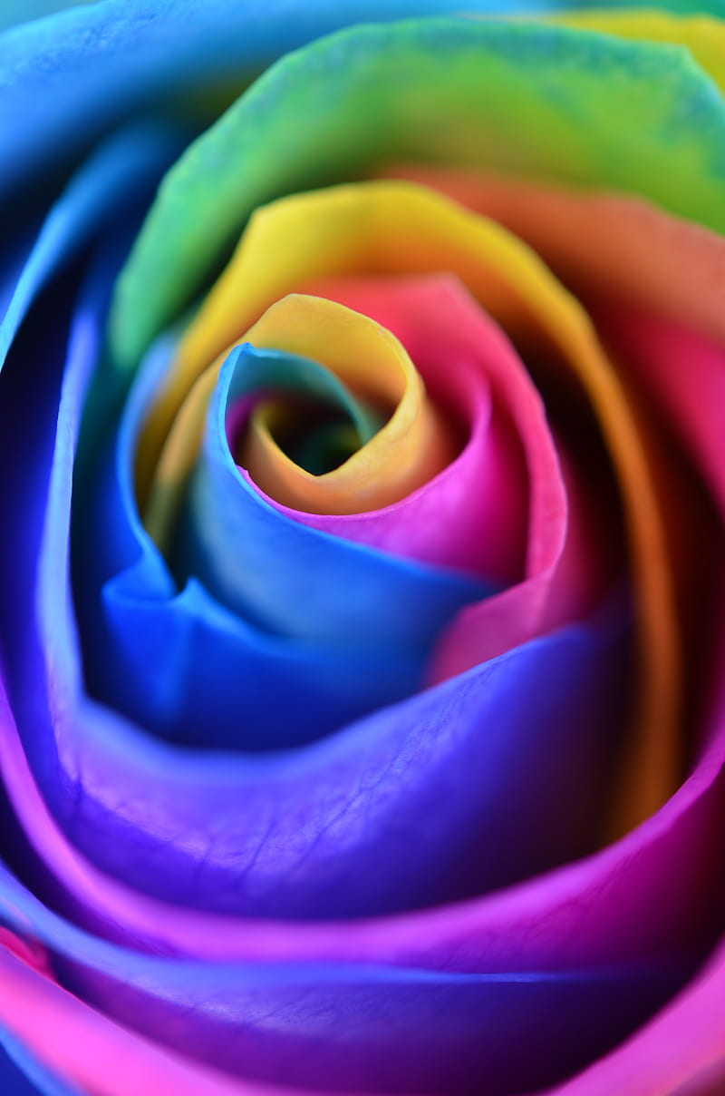 Rose, flower, colorful, petals, macro, HD phone wallpaper | Peakpx