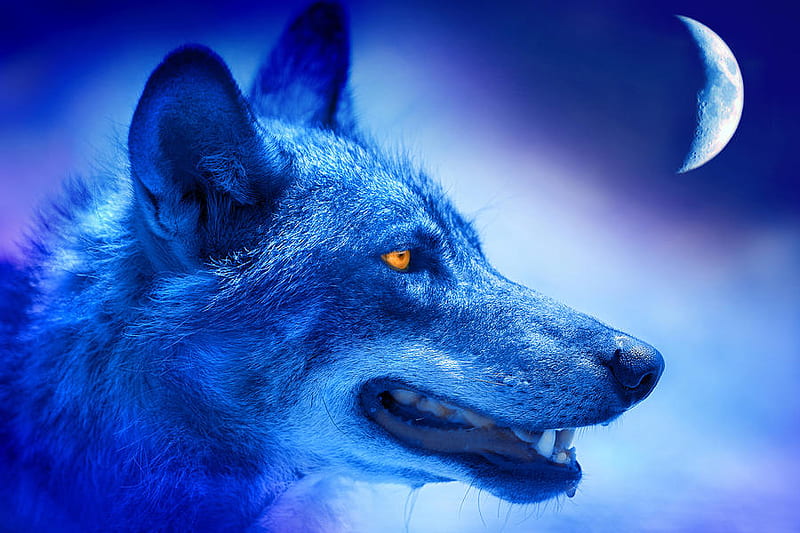 Alpha wolf, arctic, bonito, wolf, alpha, HD wallpaper