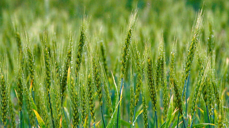Early Summer Green Dew Ears of Wheat 2023 Bing, HD wallpaper